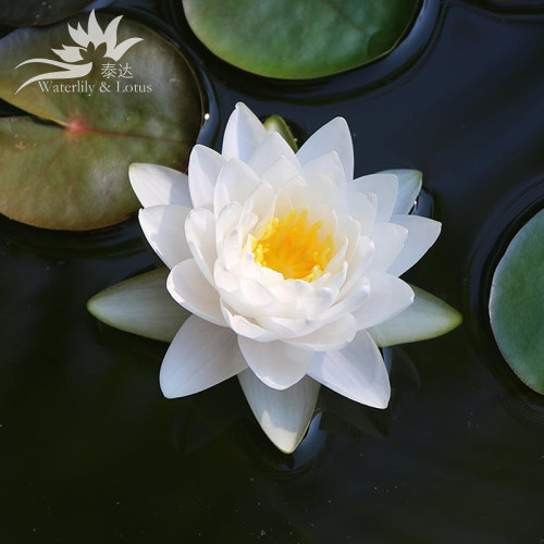耐寒睡莲白色阳台水生花卉