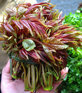香椿芽湖北恩施利川土特产新鲜春芽子红春芽春天
