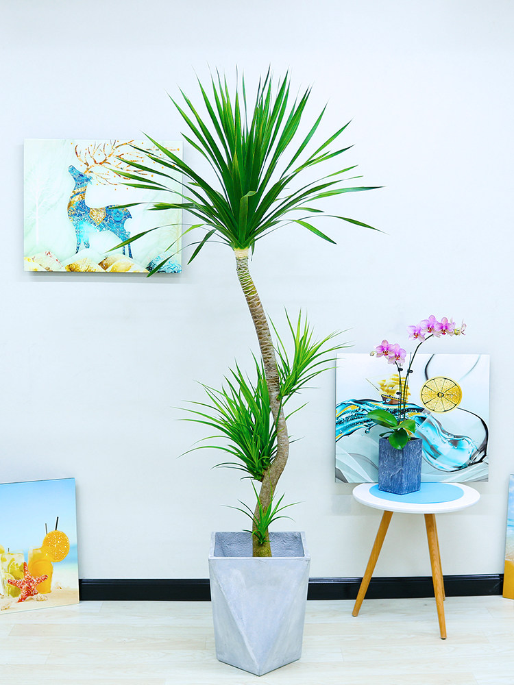 北欧双层龙血树耐旱喜光耐阴北京同城送开业办公室乔迁植物盆栽,鲜花速递/花卉仿真/绿植园艺,大型绿植/成品组合盆栽,淘宝优惠券,粉丝福利购,淘宝优惠卷