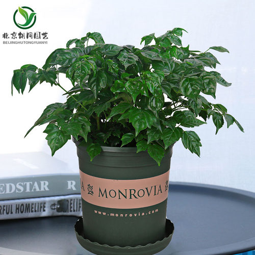 北京客厅植物绿植盆栽室内