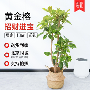 北京青叶黄金榕室内大型绿植盆景北欧客厅橡皮树盆栽绿植大型植物