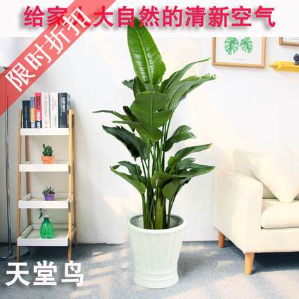 北京盆栽天堂鸟鹤望兰净化空气同城乔迁绿植新房客厅办公室植物