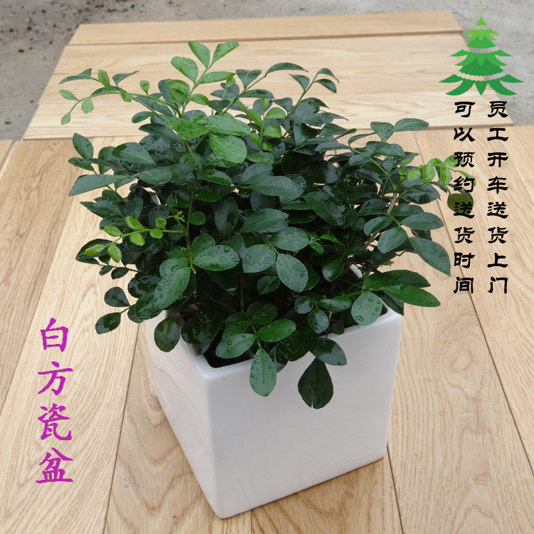 书房小植物九里香盆栽七里香喜光耐寒耐旱绿植阳台窗台办公桌北京