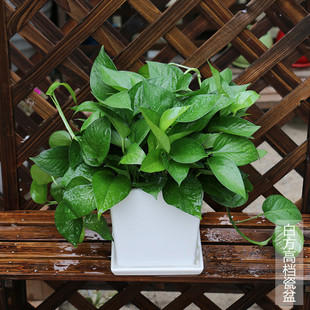 北京胡同小绿萝吊兰盆栽室内净化空气吸甲醛办公室防辐射植物长藤
