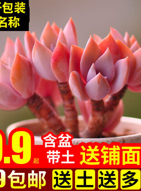 绿植组合办公桌带盆多肉植物特价