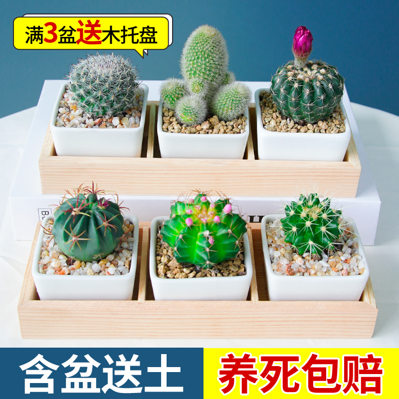 金虎仙人球仙人掌红太阳桌面小盆栽多肉植物办公室摆件窗台好养活