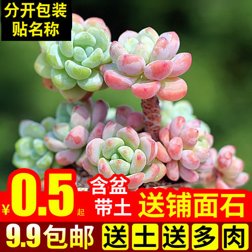 绿植含盆带土新手好养多肉植物