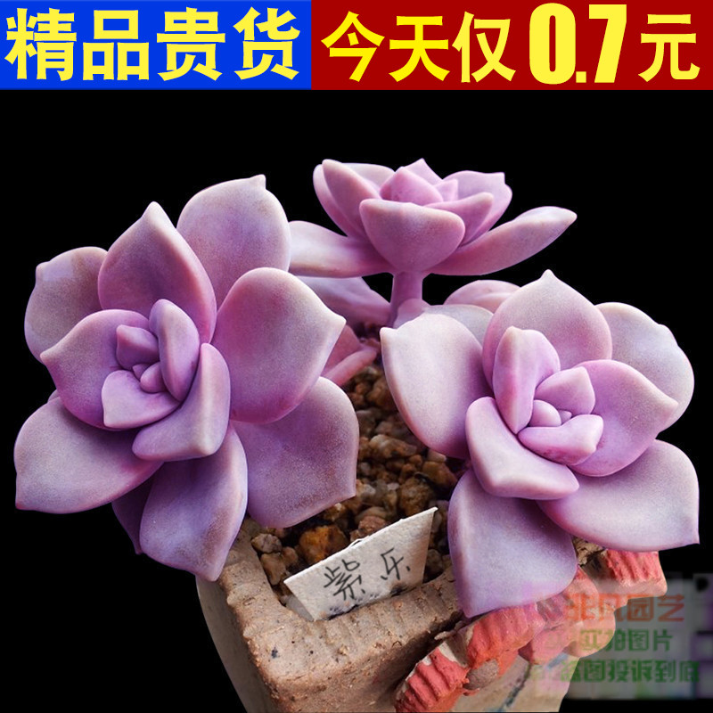 多肉植物紫乐室内组合小花卉盆栽好养绿植包邮特价清仓含盆带土
