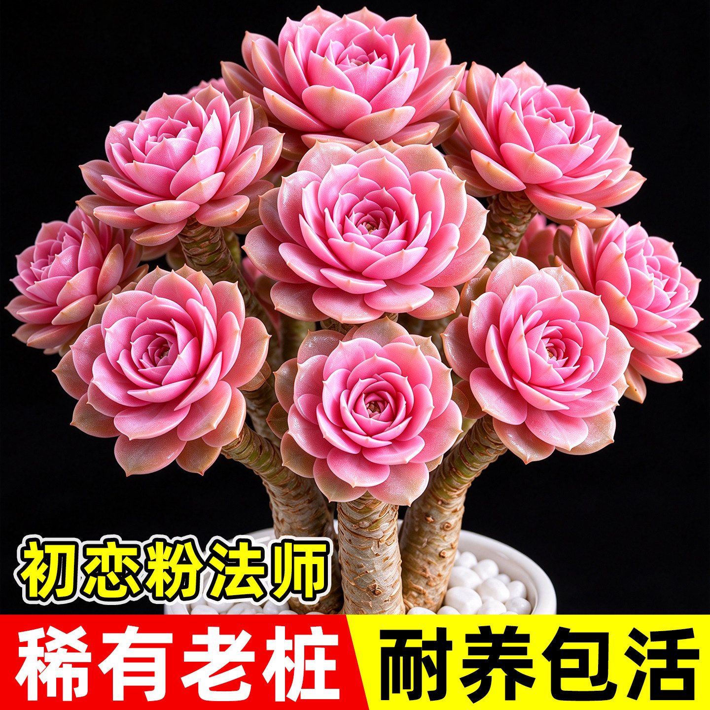 初恋粉法师老桩多肉植物粉系稀有老桩阳台室内好养活观赏盆栽绿植