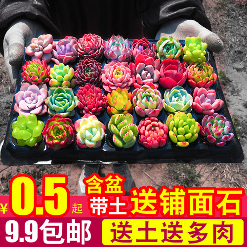 多肉植物组合盆栽室内含盆带土