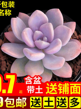 绿植新手好养多肉植物特价清仓