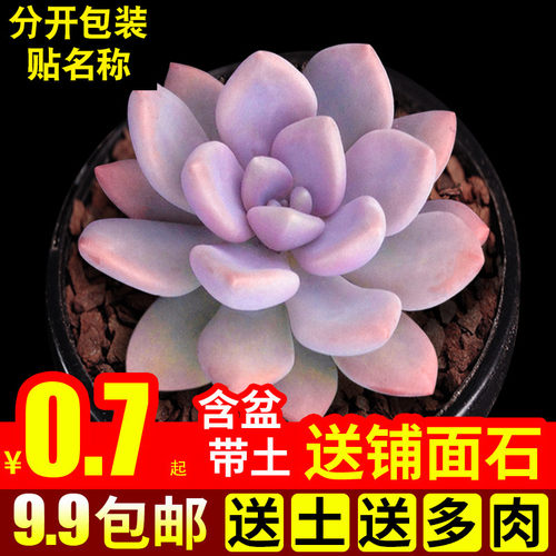 绿植新手好养多肉植物特价清仓