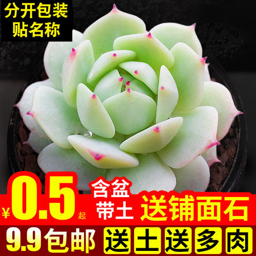 多肉植物组合盆栽绿植静夜果冻色