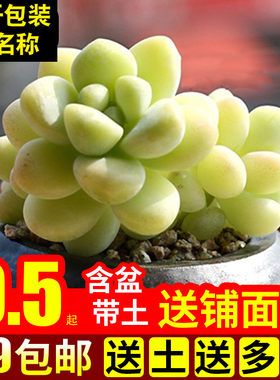 绿植天使之泪含盆带土多肉植物