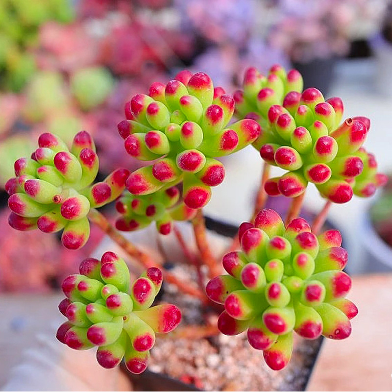 多肉植物果冻乙女心名贵货好养