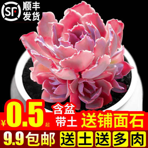 京东多肉植物肥料价格 多少钱