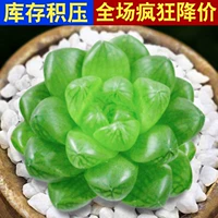 Темно-синее Jade Dew, одиночное растение 2-3 см.
