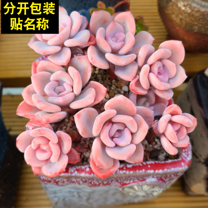 彩虹糖群生多头多肉植物花小盆栽