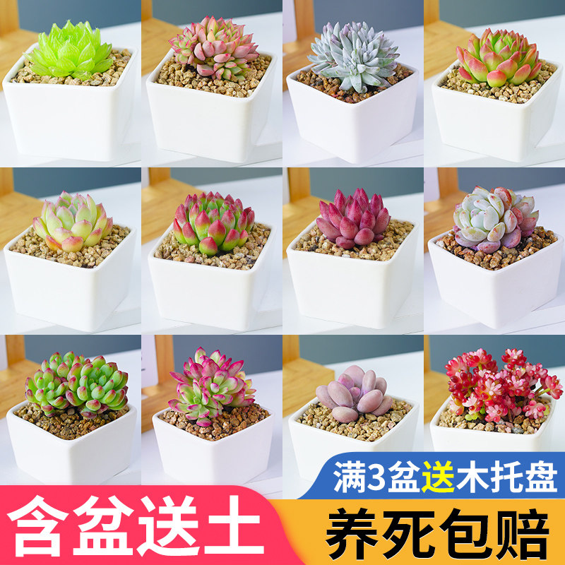 多肉植物组合含白色陶瓷花盆桃蛋玉露钱串精品高端冷门室内小盆栽