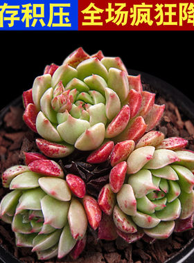 多肉植物组合绿植花卉带盆办公桌