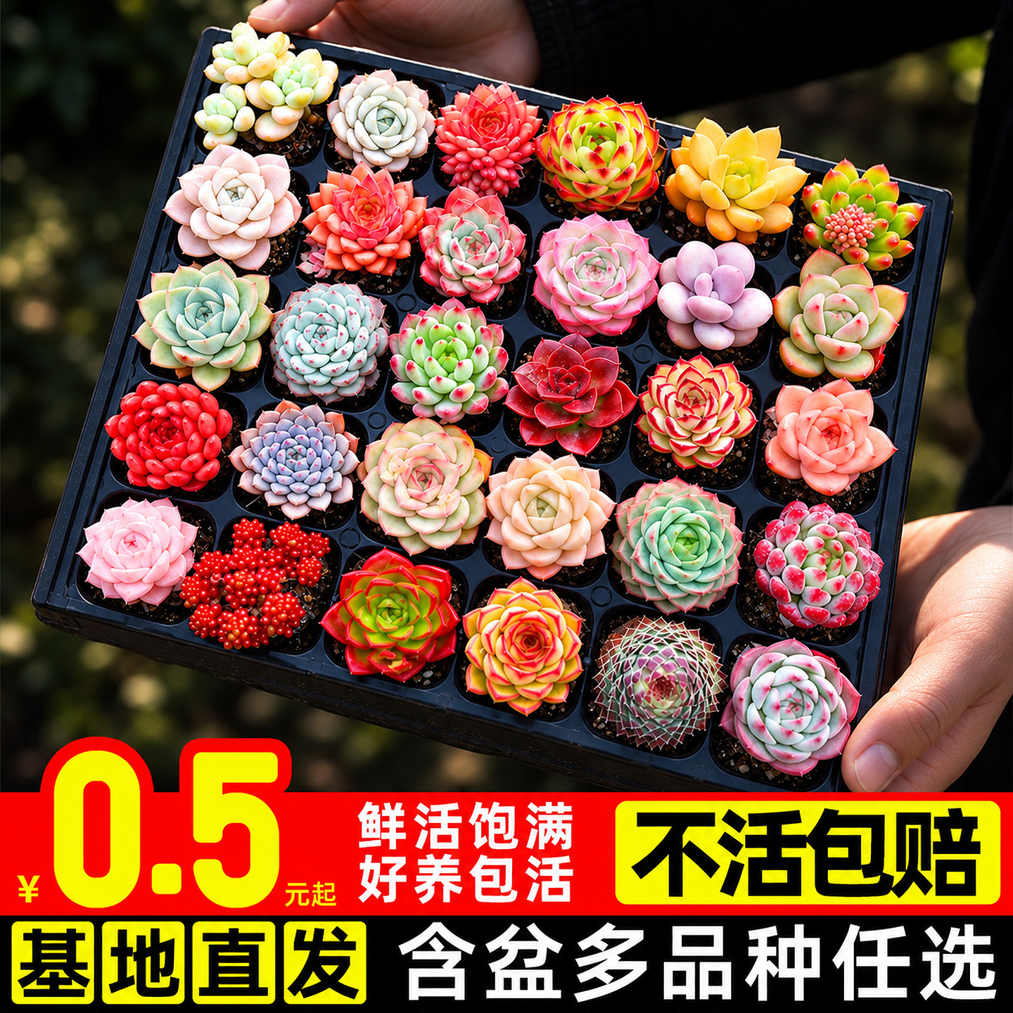 多肉植物新手好养组合盆栽小绿植玉露饱满大颗肉肉室内阳台带盆发