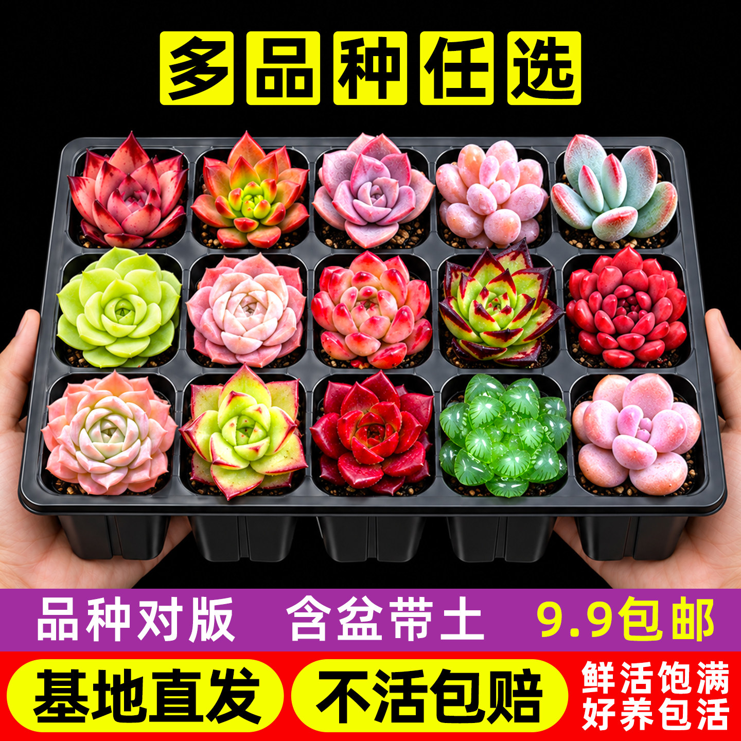 多肉植物套餐大颗新手好养小盆栽基地直发室内桃蛋玉露含盆带土发