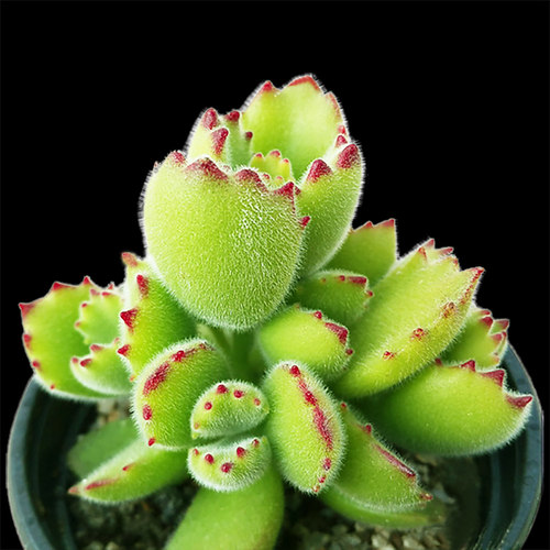 多肉植物组合盆栽花卉办公桌面熊