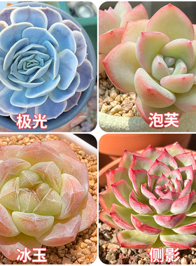 新款高颜值多肉组合套餐好养桌面室内办公室盆栽多肉新手小白好养