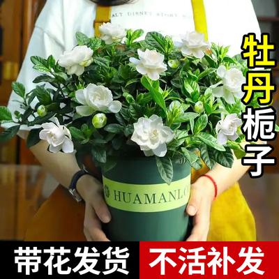 栀子花盆栽花卉植物室内阳台四季开花水培绿植鲜花大叶好养带花苞