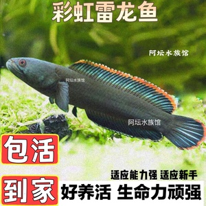 彩虹雷龙鱼观赏耐养冷水