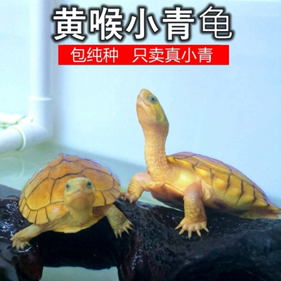 纯种小青龟可开发票可带标识卡
