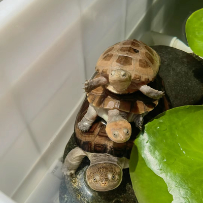 仰泳龟淡水龟深水龟呆萌龟