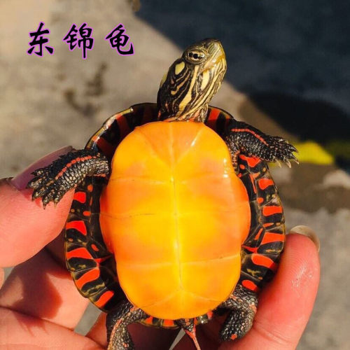 东锦龟西锦龟可开发票