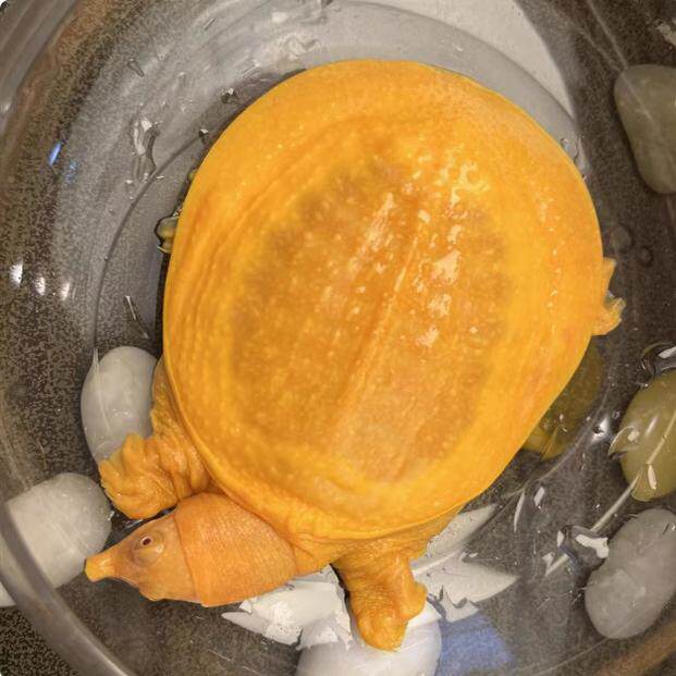 红眼白化鳖水鱼变异鳖变异王八甲鱼苗黄金甲鱼黄金鳖苗珍珠鳖