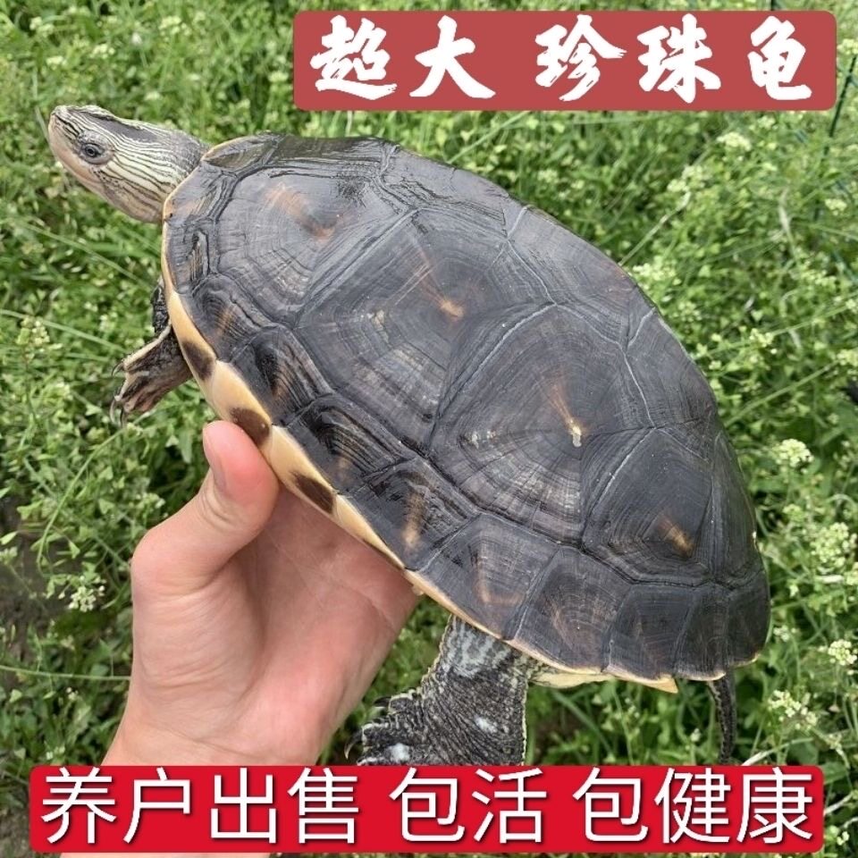 乌龟活物珍珠龟大乌龟家养招财龟大龟草龟巴西龟活体好养大宠物龟