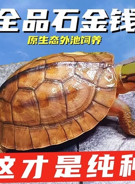 纯正石金钱龟温顺宠物龟小乌龟活物小青龟苗黄金龟苗纯正海南三线