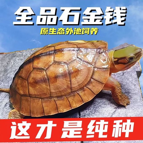 纯种金钱龟温顺可开发票批发