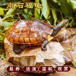 纯正石金钱龟招财宠物龟小乌龟活物小青龟苗黄金龟苗纯正海南三线