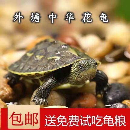 中华花龟珍珠龟招财金钱龟小乌龟苗活物宠物花杂草龟大陆地吃菜龟