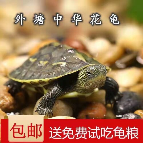 中华花龟珍珠龟招财金钱龟小乌龟苗活物宠物花杂草龟大陆地吃菜龟