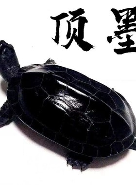 墨龟纯种全黑温顺互动性强