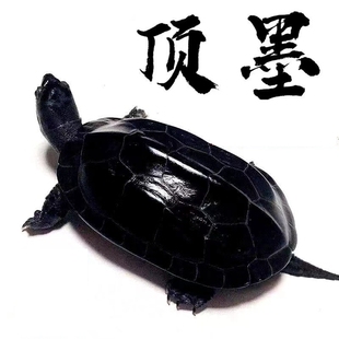 外塘顶墨龟纯种全黑小乌龟活物宠物龟小宠中华草龟苗陆地长寿金线