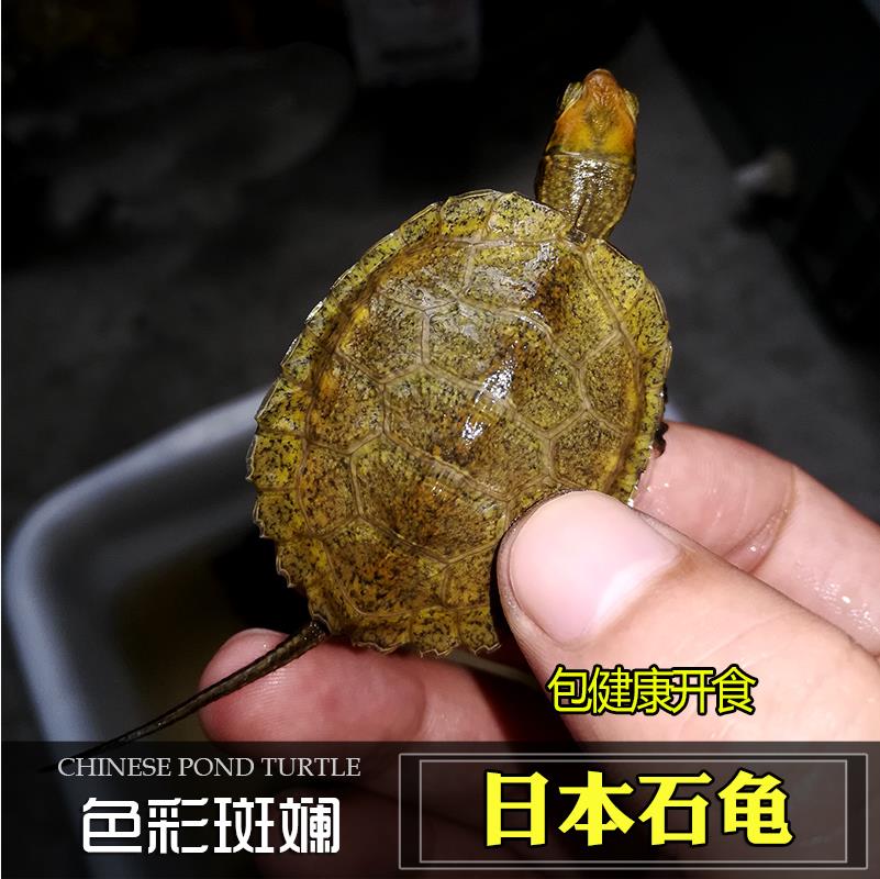日本石龟纯种乌龟半水龟
