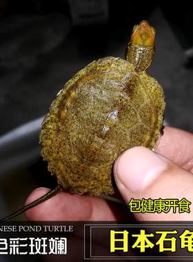 日本石龟纯种乌龟半水龟