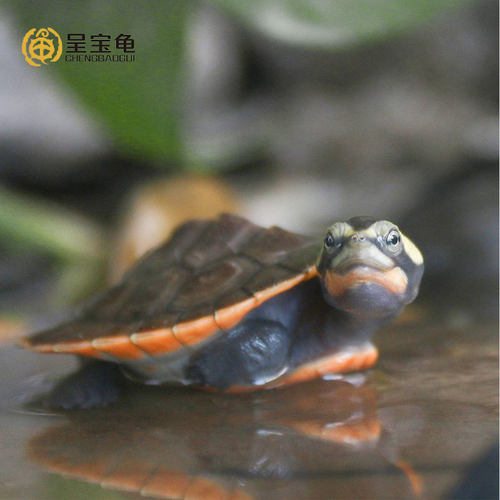 圆澳侧颈混养观赏清洁红腹深水龟