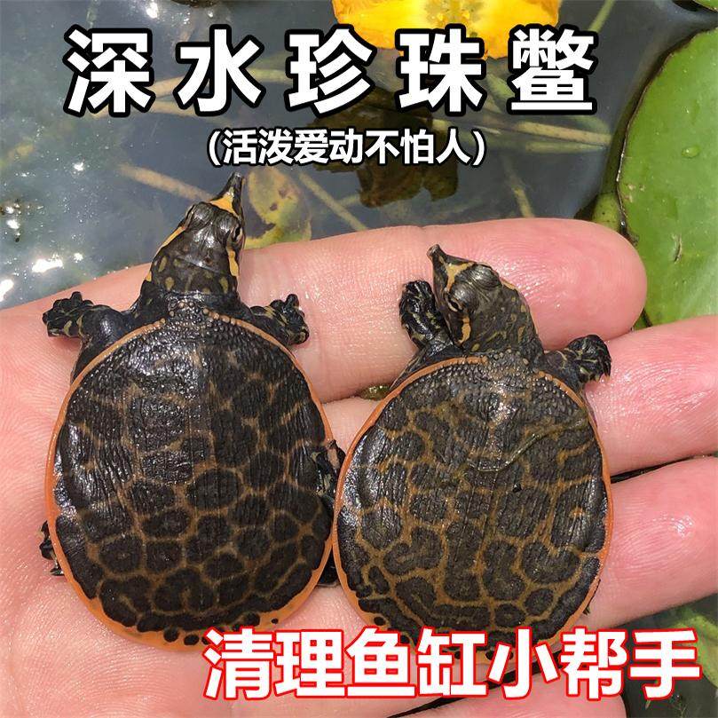 美国深水王八珍珠鳖小甲鱼苗大小型中华宠物鳖水鱼苗圆澳乌龟活体