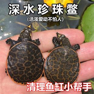 美国深水王八珍珠鳖小甲鱼苗大小型中华宠物鳖水鱼苗圆澳乌龟活体