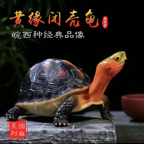 黄缘龟大陆缘安徽苗活物