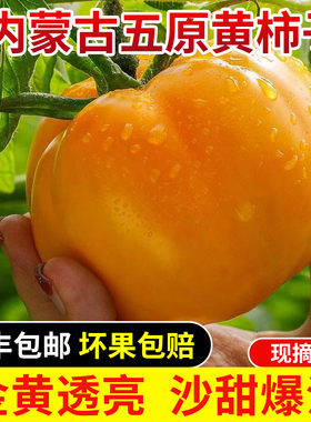 内蒙古五原新鲜黄柿子沙瓤自然熟现摘黄色西红柿水果番茄蔬菜生吃
