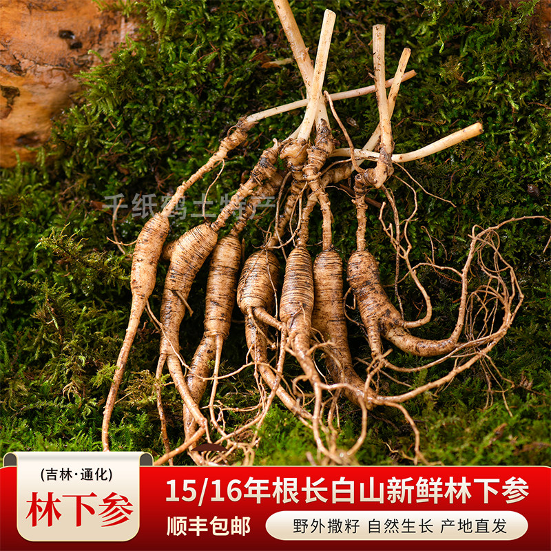 15/16年新鲜林下人参正宗长白山